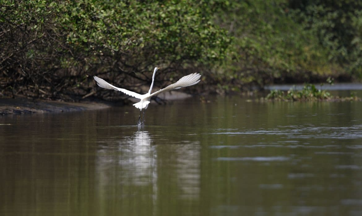 Manguezal da Guanabara se recupera e atrai 62 espécies de animais