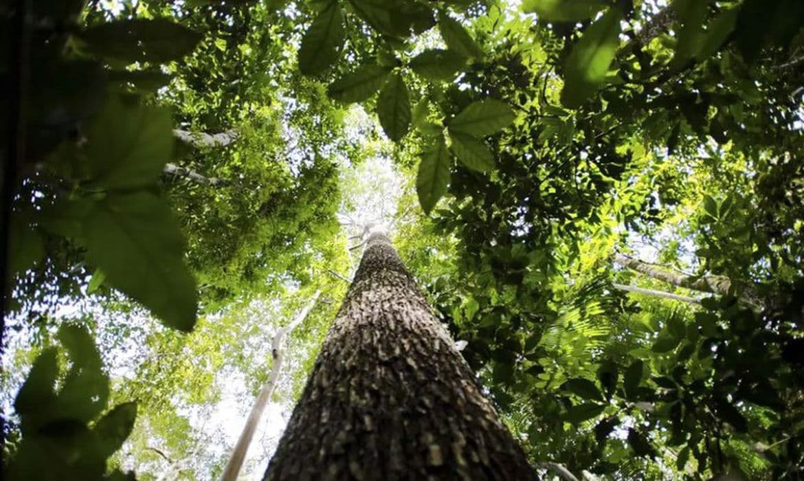Novo fundo de US$ 125 bi destinará 20% a indígenas para preservar florestas