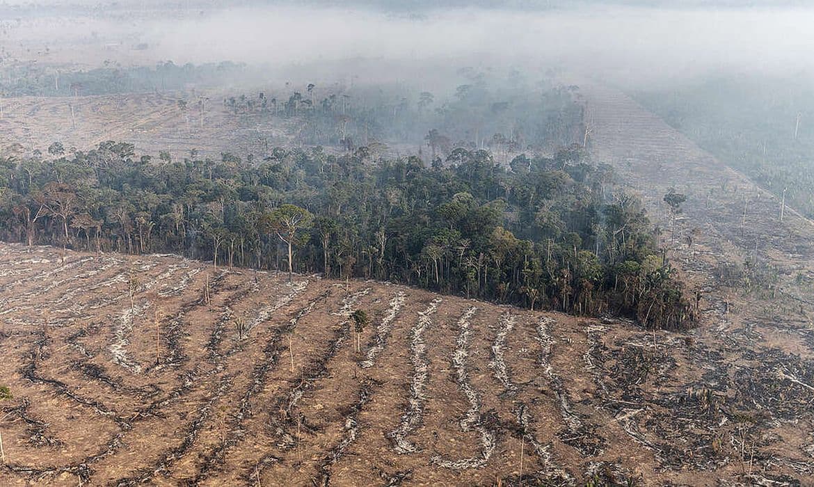 Só 7% das ações de grilagem na Amazônia resultam em condenação