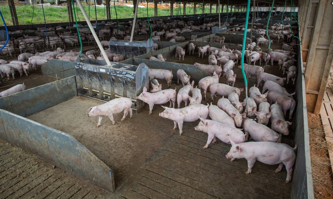 Conab: Brasil projeta recorde de proteínas em 2026 com alta de frango e suíno
