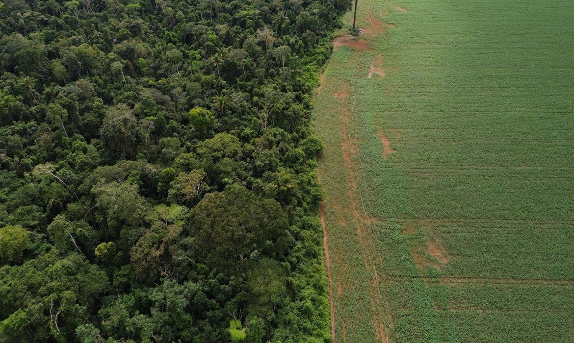 Estados e DF terão que padronizar autorização para supressão de vegetação