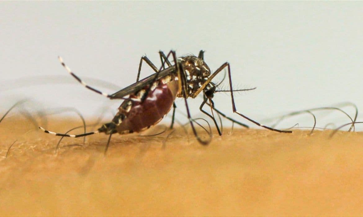 Fiocruz: Chikungunya afeta crianças e jovens com sequelas crônicas