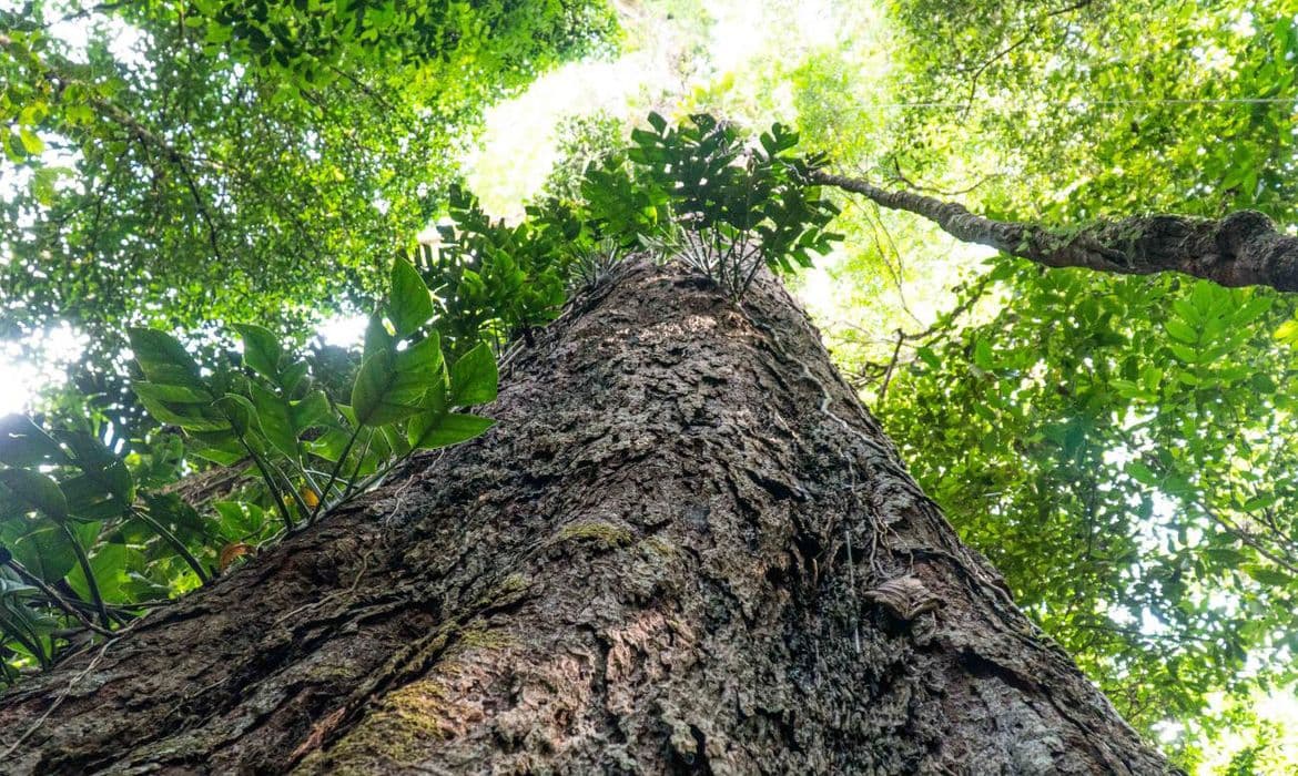 Gigantes da Amazônia: a chave climática sob ameaça
