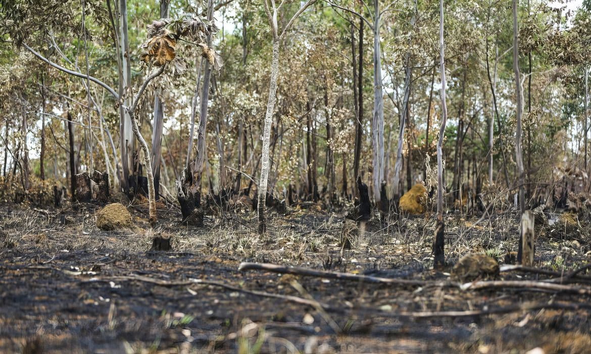Queimadas: 2025 tem 5ª maior área atingida desde 2003; Cerrado lidera