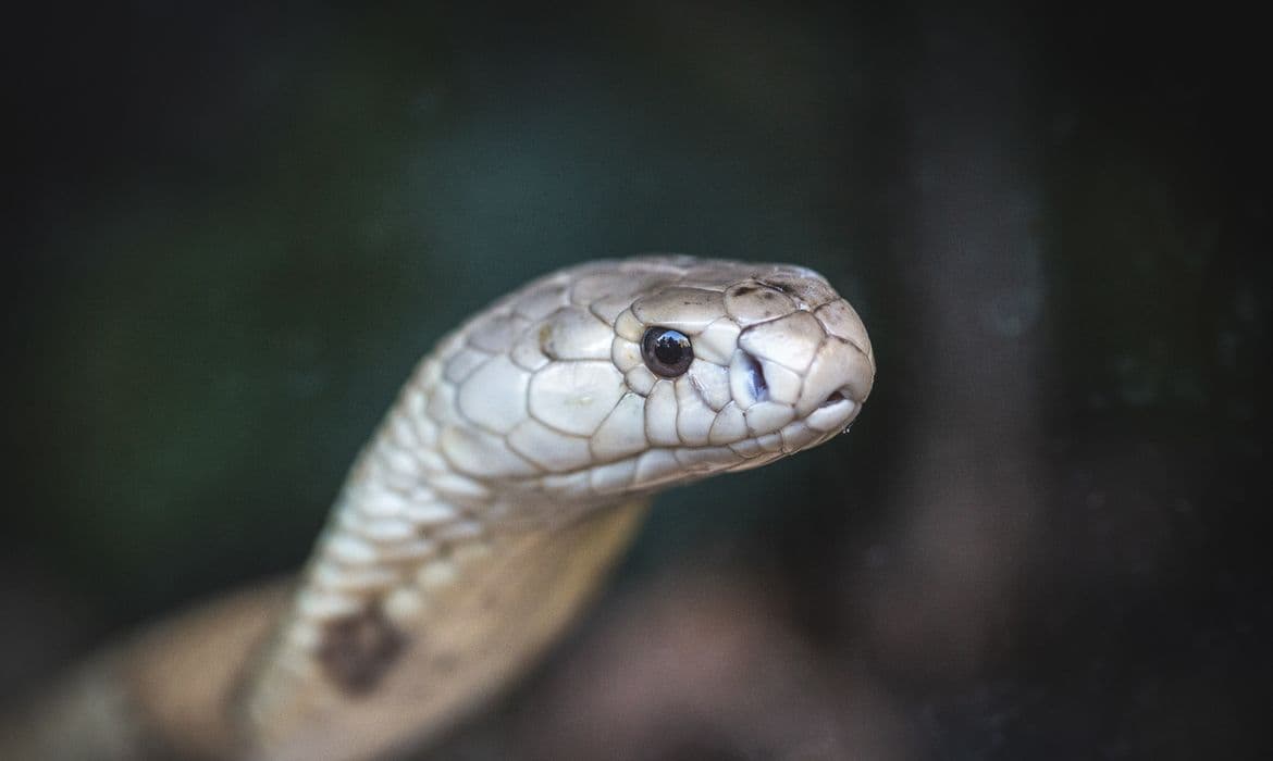 Fiocruz cria teste in vitro para antivenenos: sem camundongos e mais barato