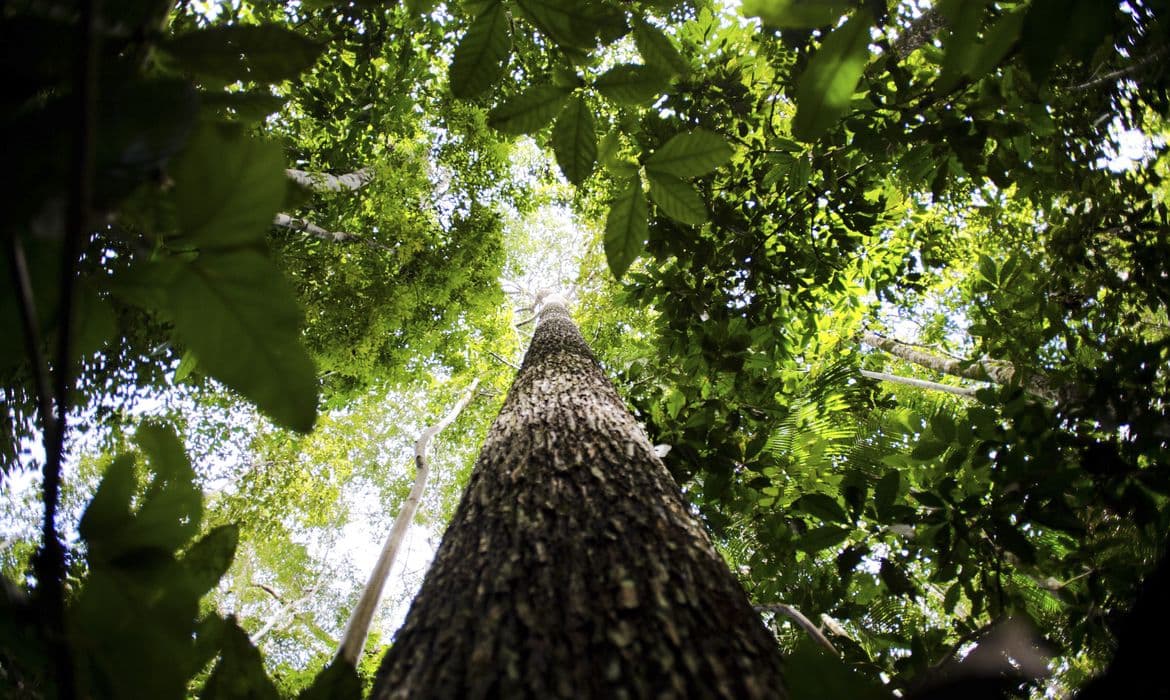 Governo permite certificação internacional de créditos de carbono em florestas públicas