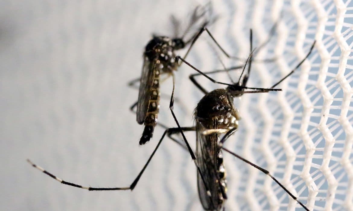 Brasil mobiliza Dia D nacional contra Aedes aegypti neste sábado (8)