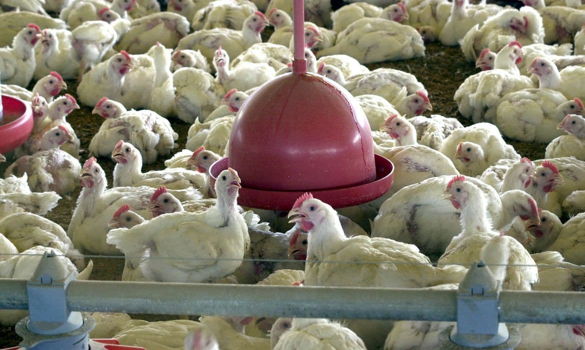 China retoma compra de frango do Brasil após suspensão por gripe aviária