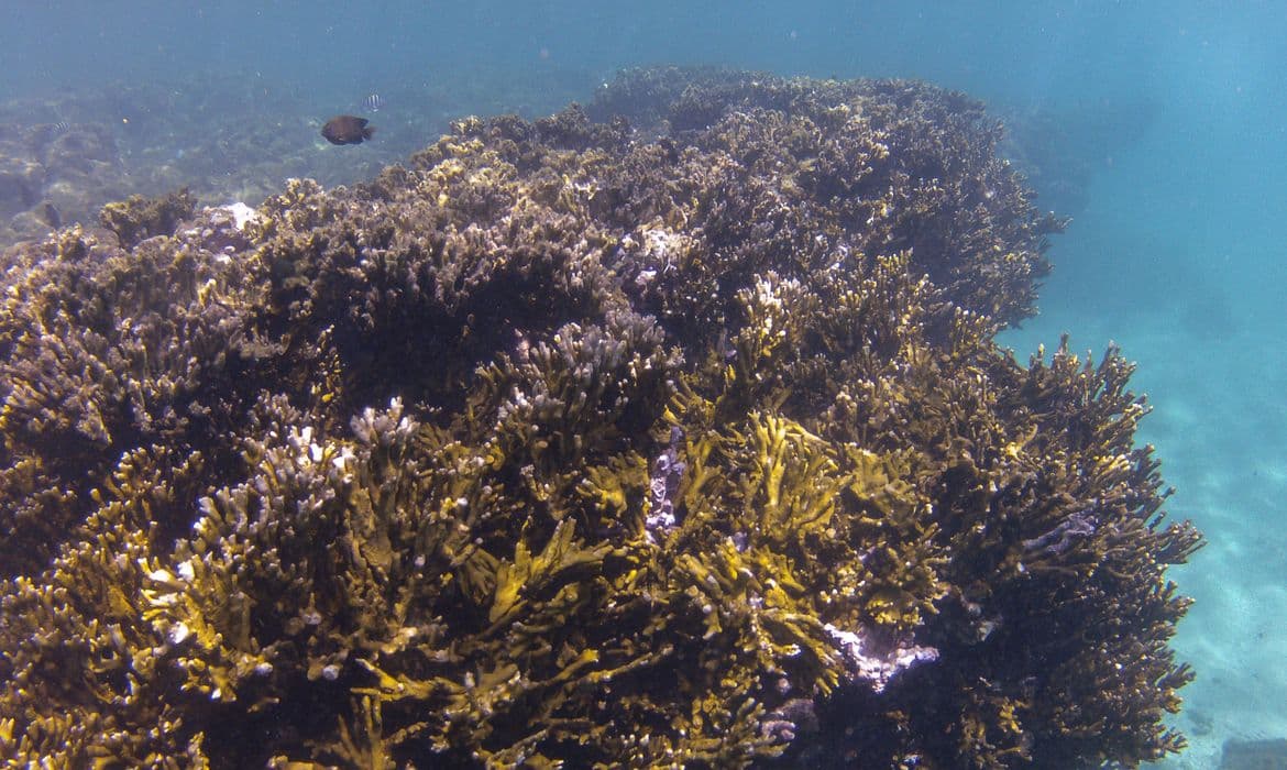 COP30: Coalizão Corais do Brasil protegerá recifes ameaçados