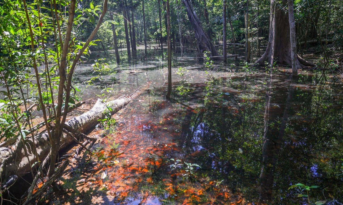 Descobertas em Roraima revelam que dinossauros viveram na Amazônia