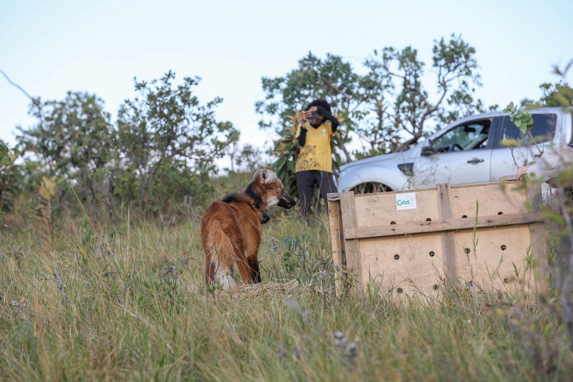 Brasília Ambiental Impulsiona Proteção do Cerrado com Ações e Recordes em 2025