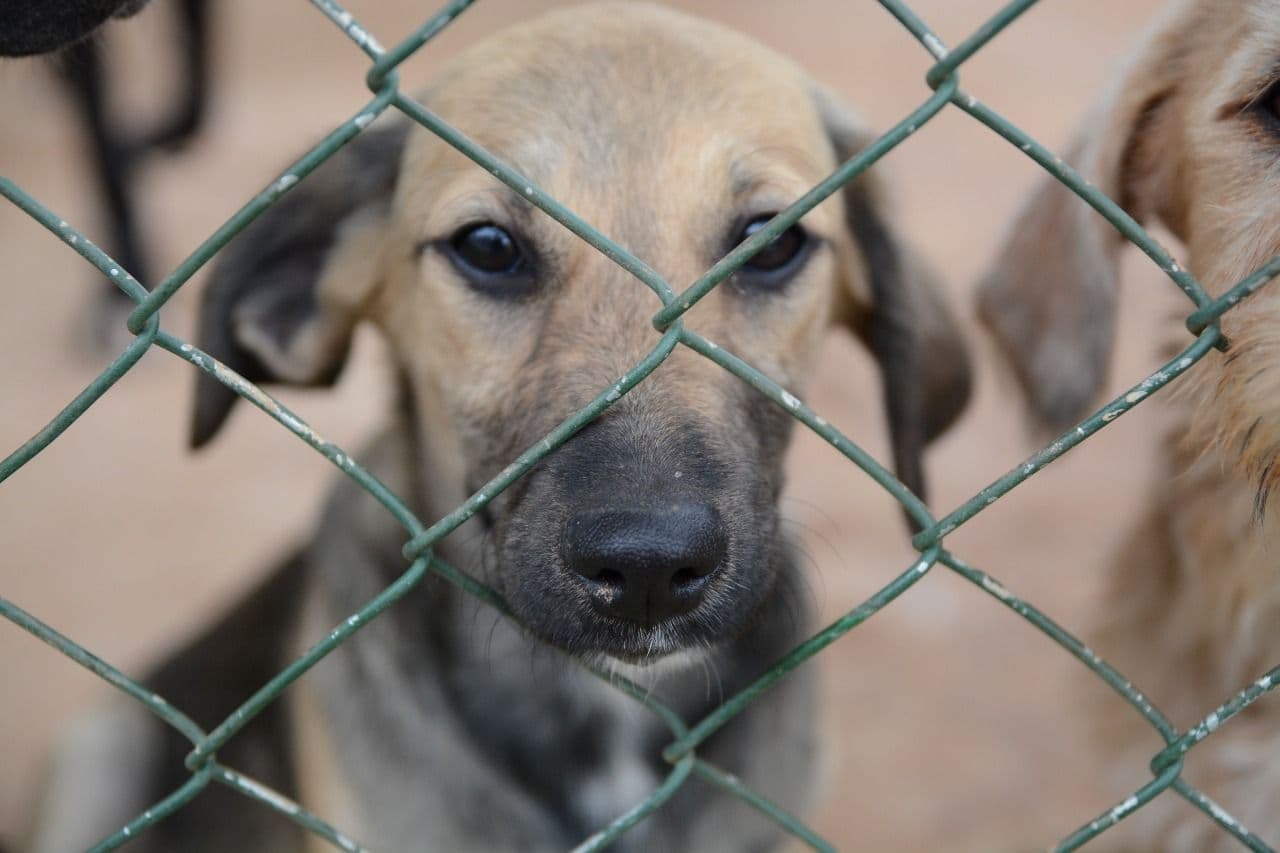 DF proíbe fogos ruidosos: Lei protege animais e estabelece multa