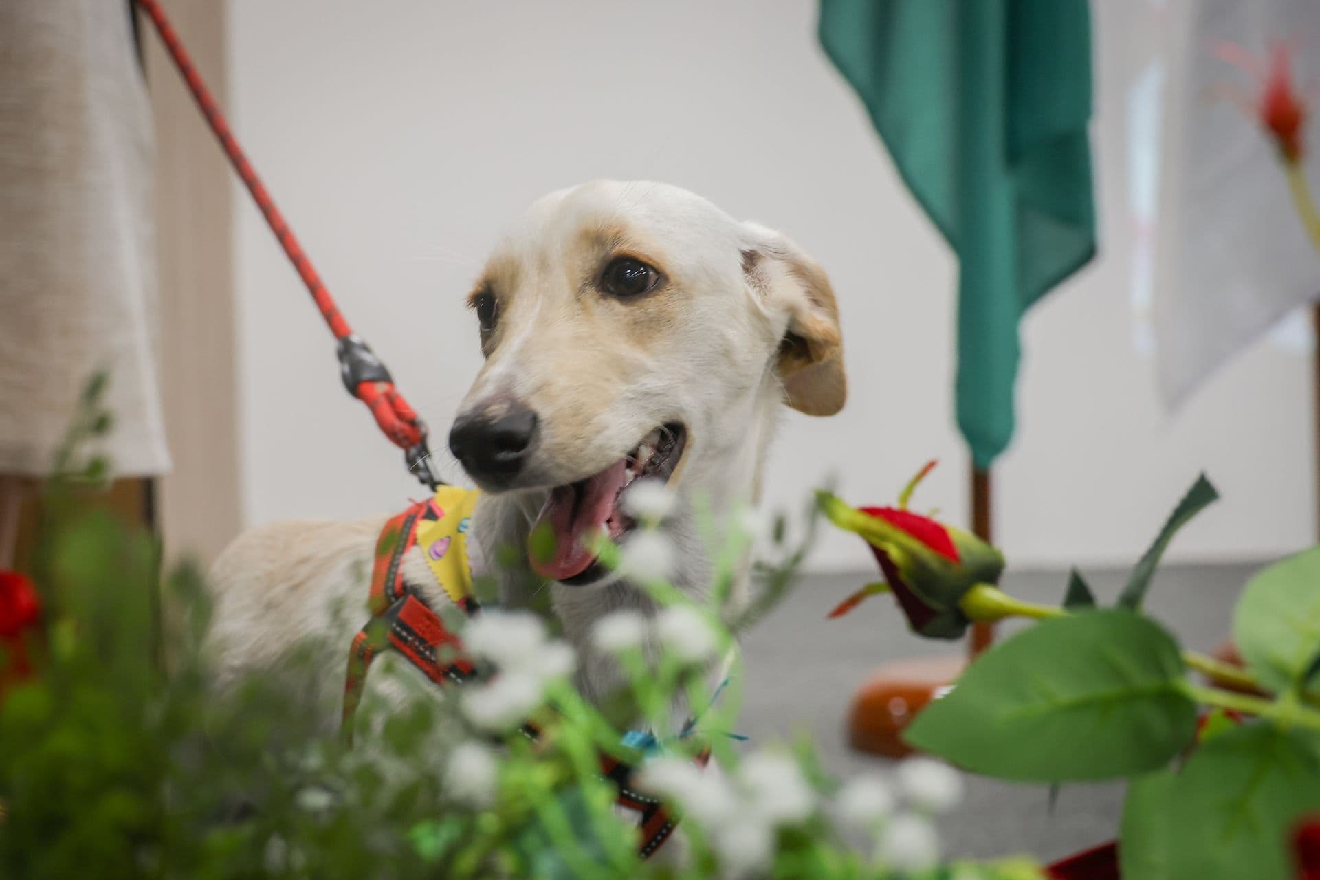 DF lança ‘Pet ConVivência’: Animais comunitários viram ferramentas pedagógicas em escolas públicas