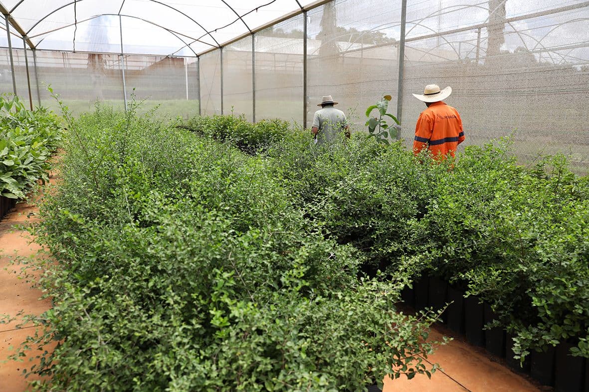 DF atinge 218 mil árvores plantadas e projeta expansão verde até 2027
