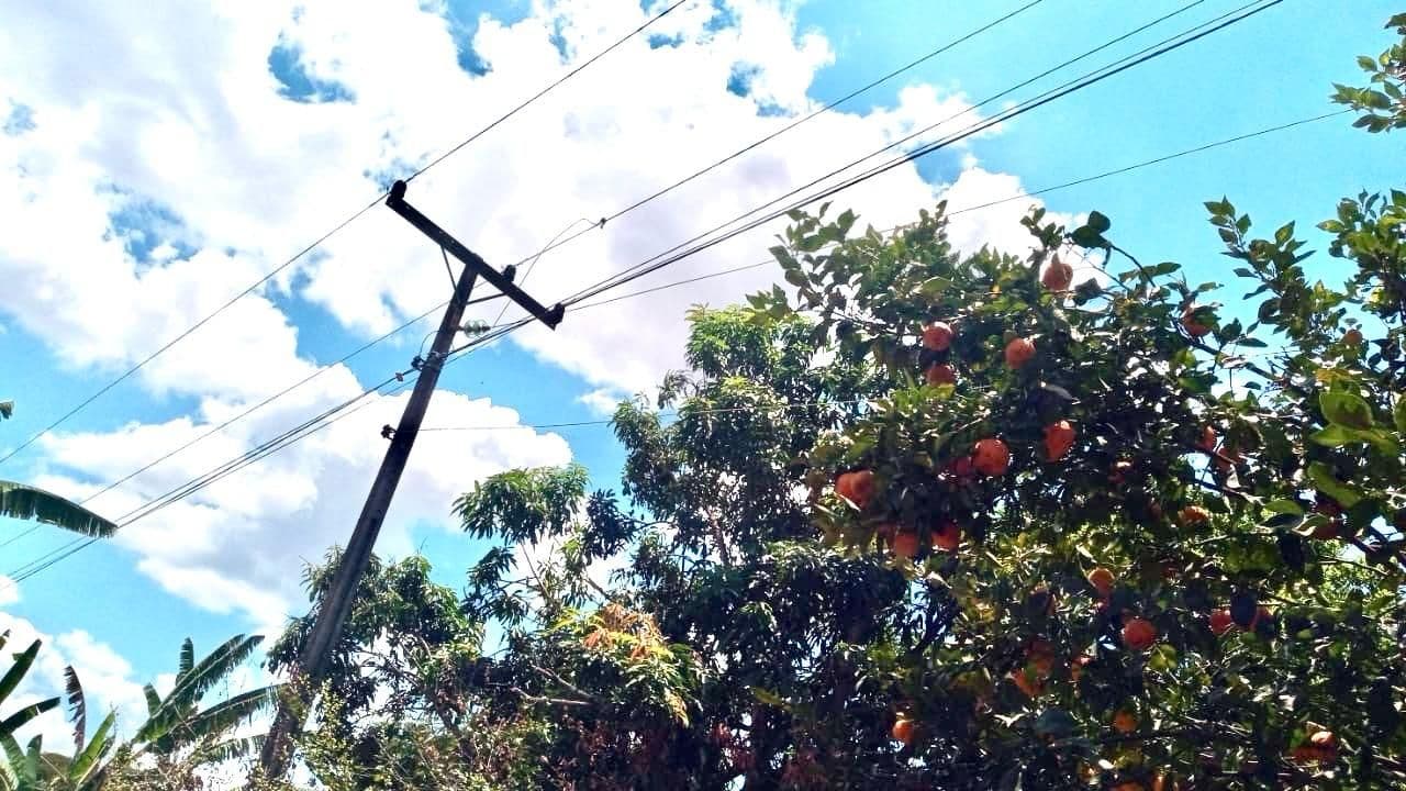 Risco Fatal: Colheita de Frutas Perto da Rede Elétrica Exige Atenção no DF
