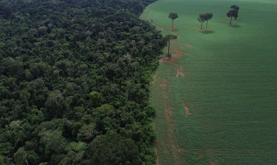 Brasil registra queda de 42% na perda de florestas tropicais em 2025