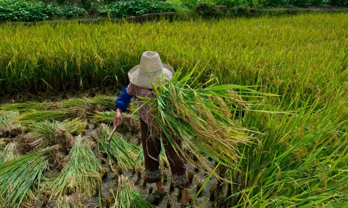 Desafios persistem na garantia de direitos para trabalhadores do campo