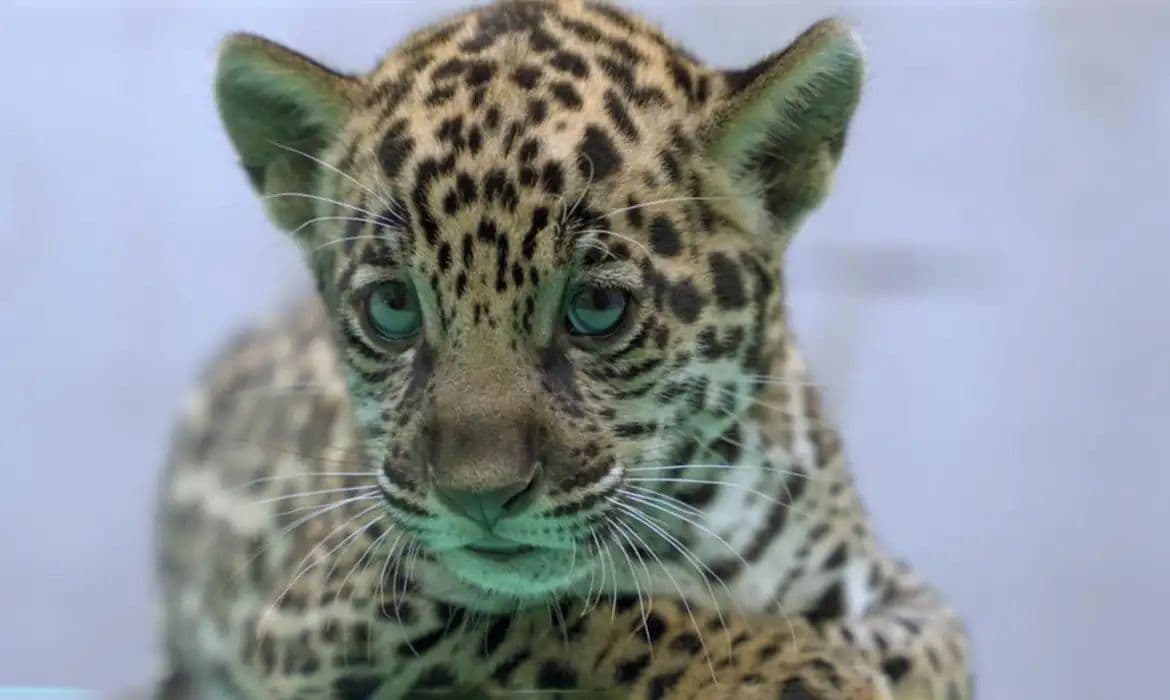 Xingu: Conheça o novo filhote de onça-pintada do BioParque Vale Amazônia