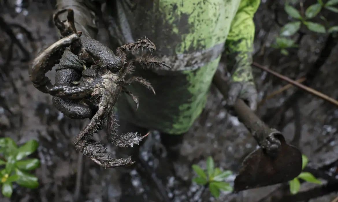 Estudo detecta mercúrio e chumbo em caranguejos no litoral do Paraná