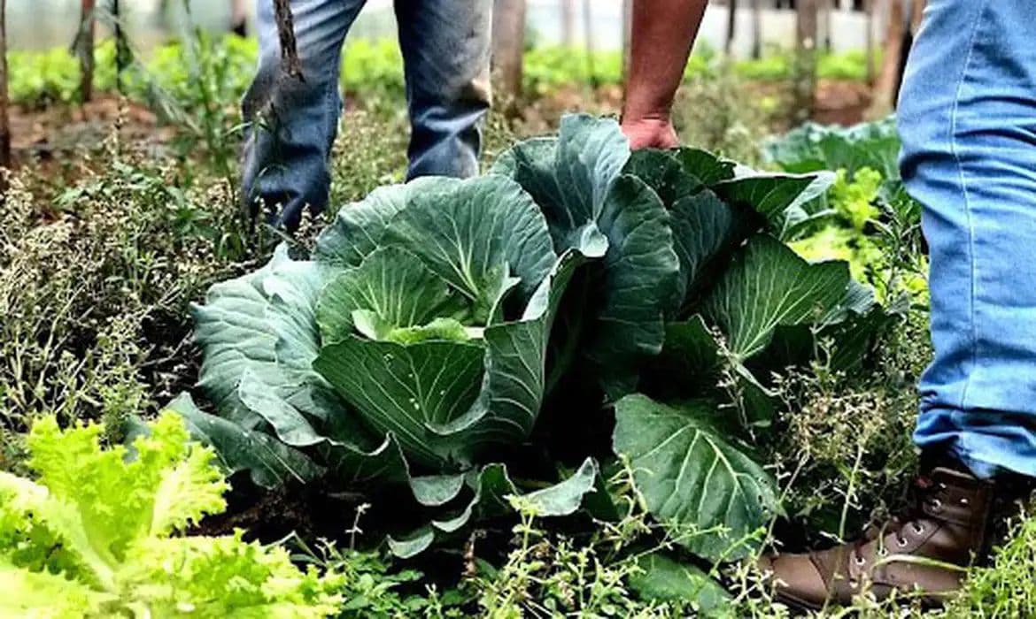 Municípios podem aderir ao Programa de Aquisição de Alimentos para 2026