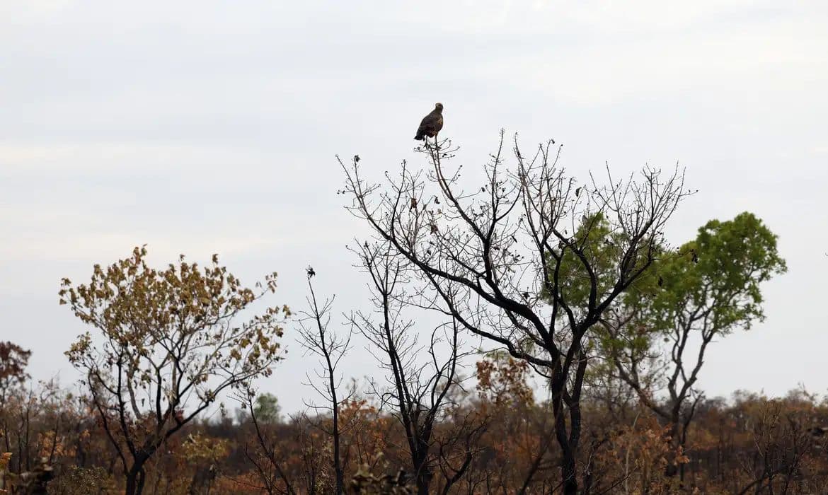 Novas tecnologias reforçam o combate a incêndios florestais no Cerrado