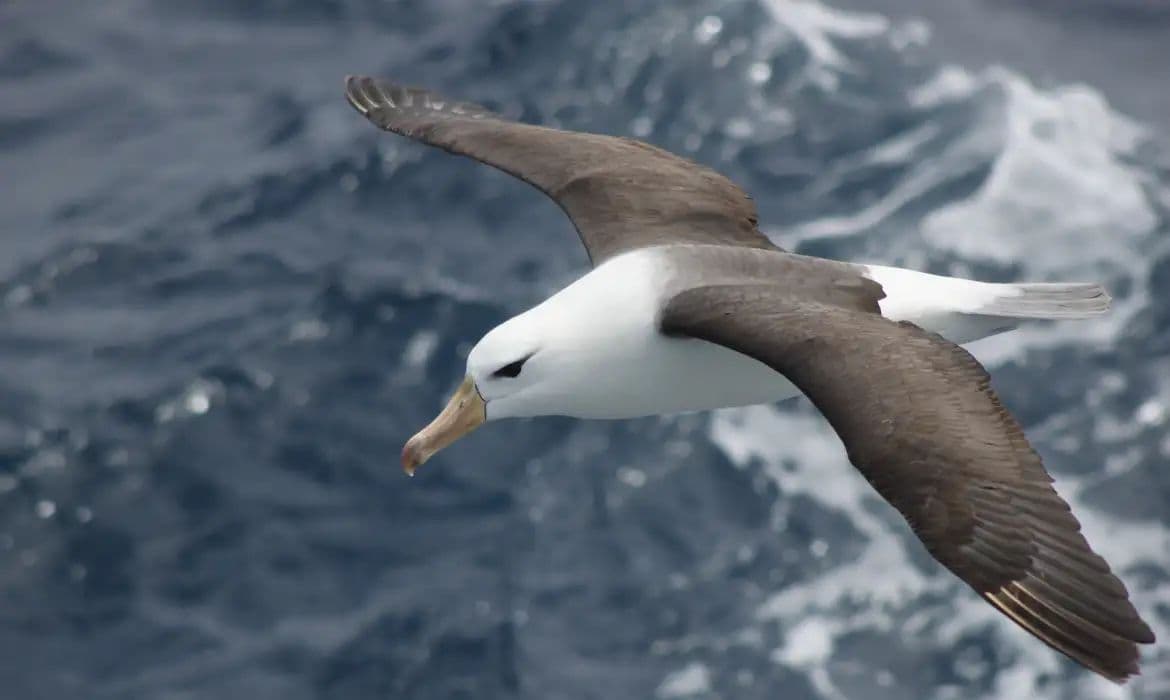 Conservação de Albatrozes: Pesca em Alto-Mar Exige Mudanças Urgentes