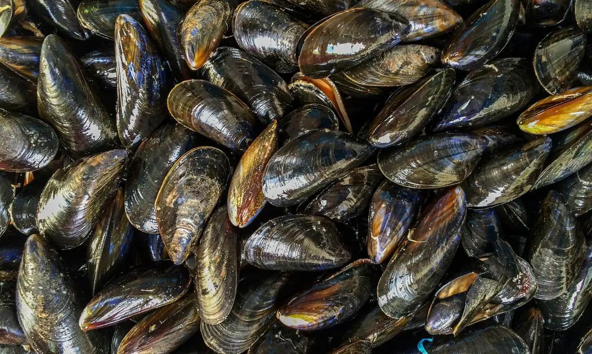 Estudo alerta que mexilhões acumulam microplásticos e ameaçam saúde humana