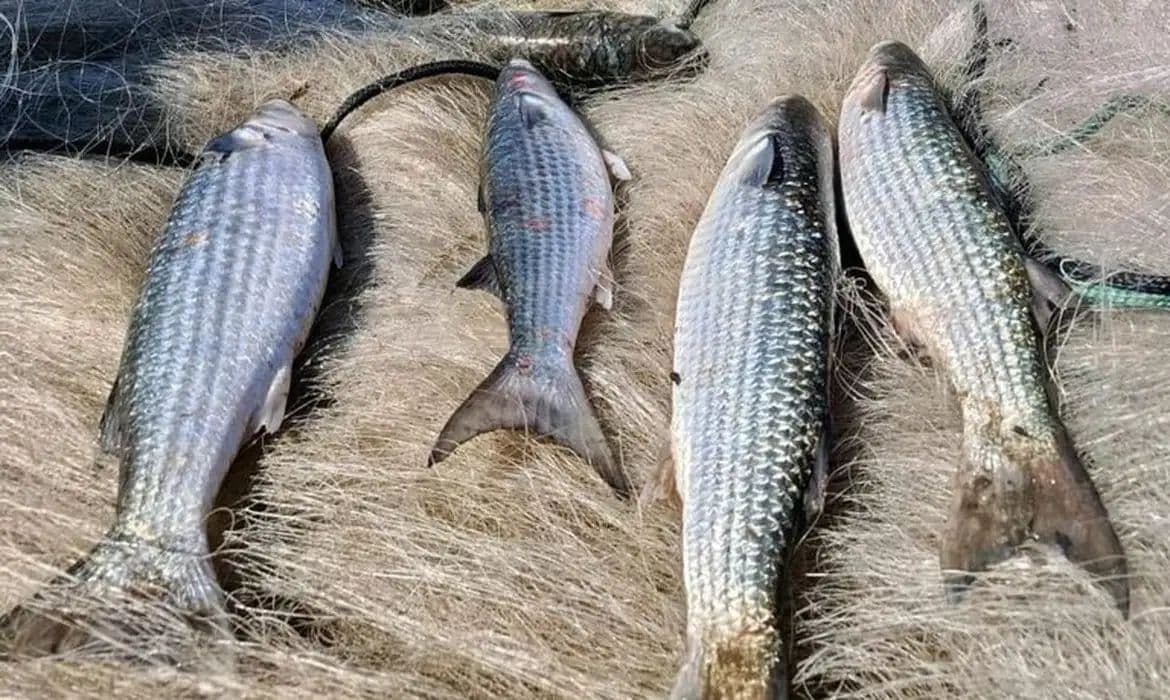 Governo suspende pesca de tainha na modalidade arrasto de praia