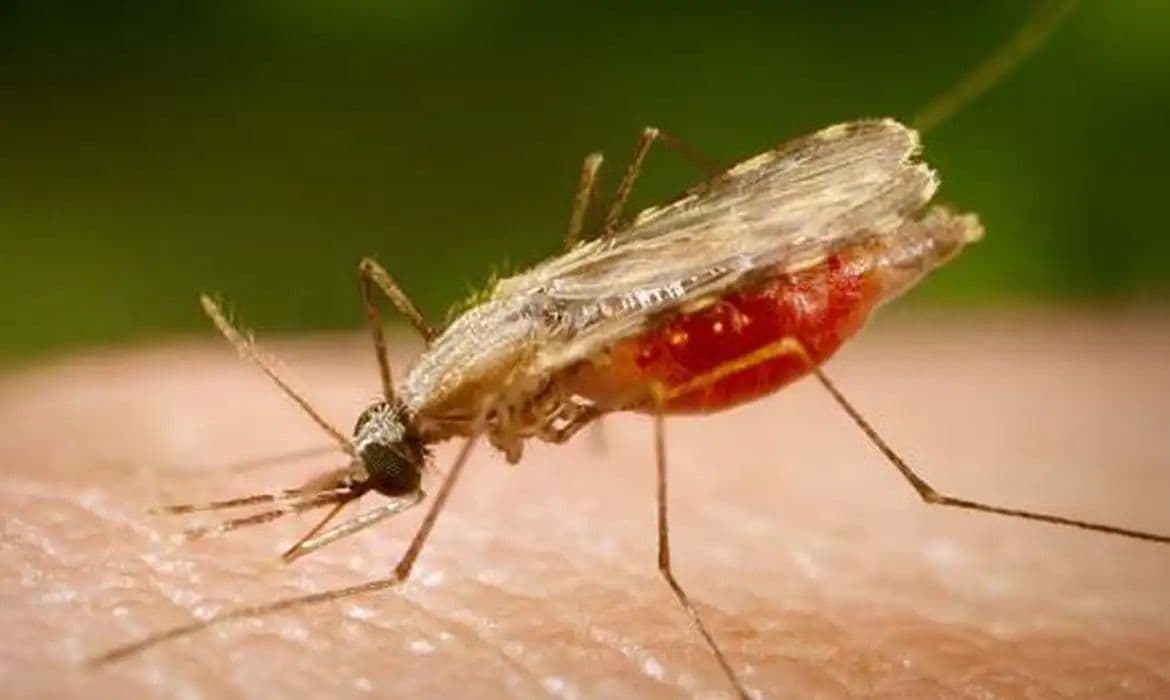 Cientistas da Fiocruz avançam em vacina universal contra malária