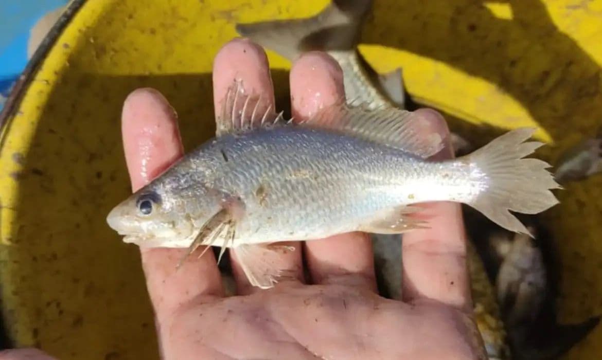 Deformações em peixes atingem nível recorde no litoral do Espírito Santo