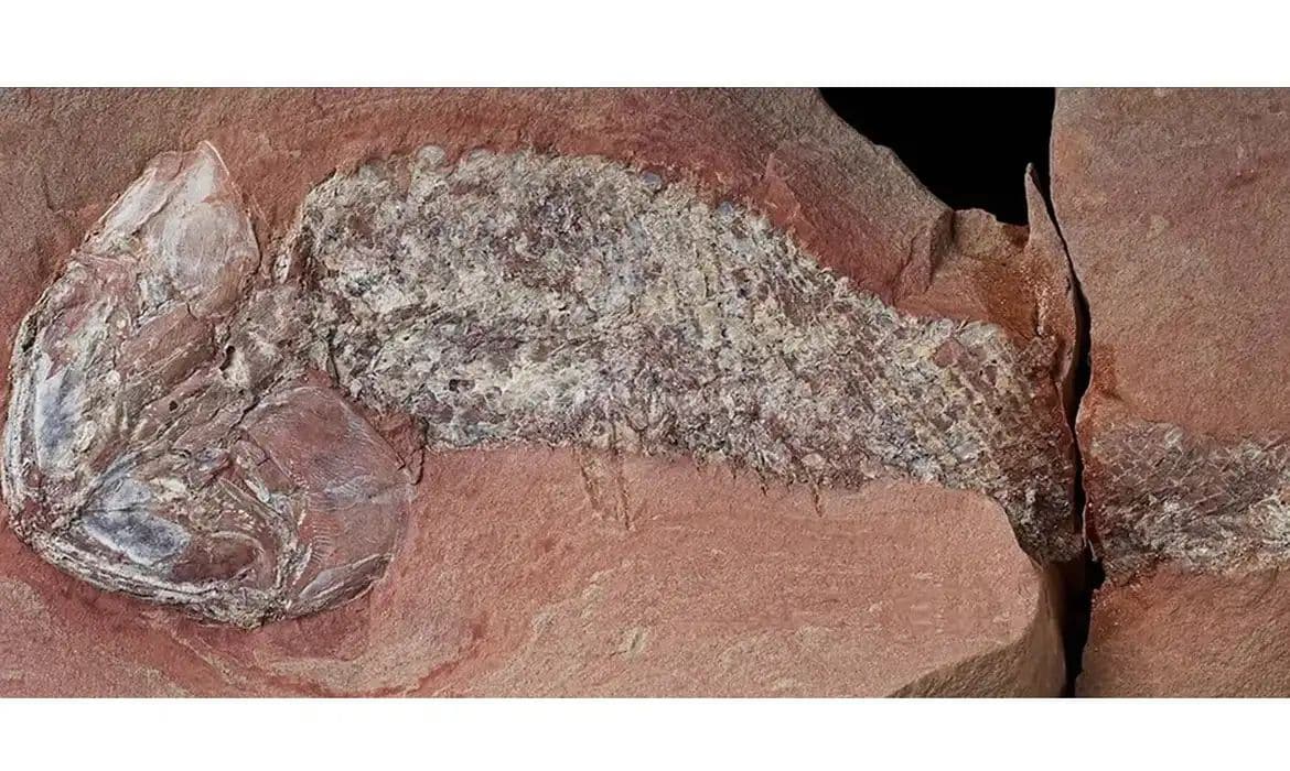 Fóssil de peixe pré-histórico de 254 milhões de anos é descoberto em MT