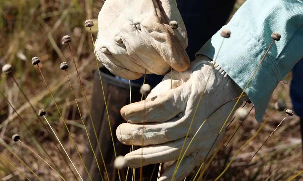 Plantas consideradas extintas há 30 anos são redescobertas em MG