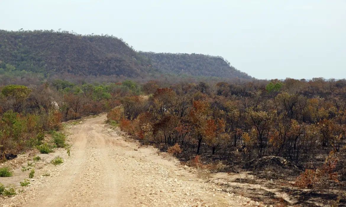 Redução da vegetação nativa torna Brasil mais vulnerável ao El Niño