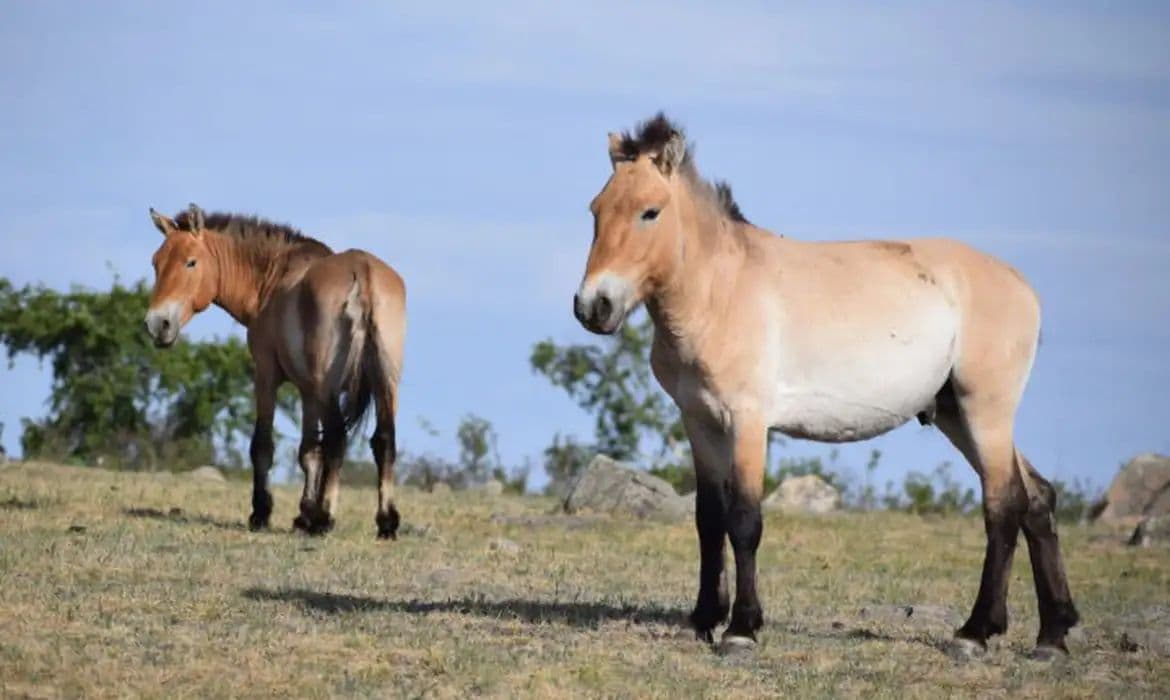 Takhi: O cavalo selvagem que renasceu na Mongólia