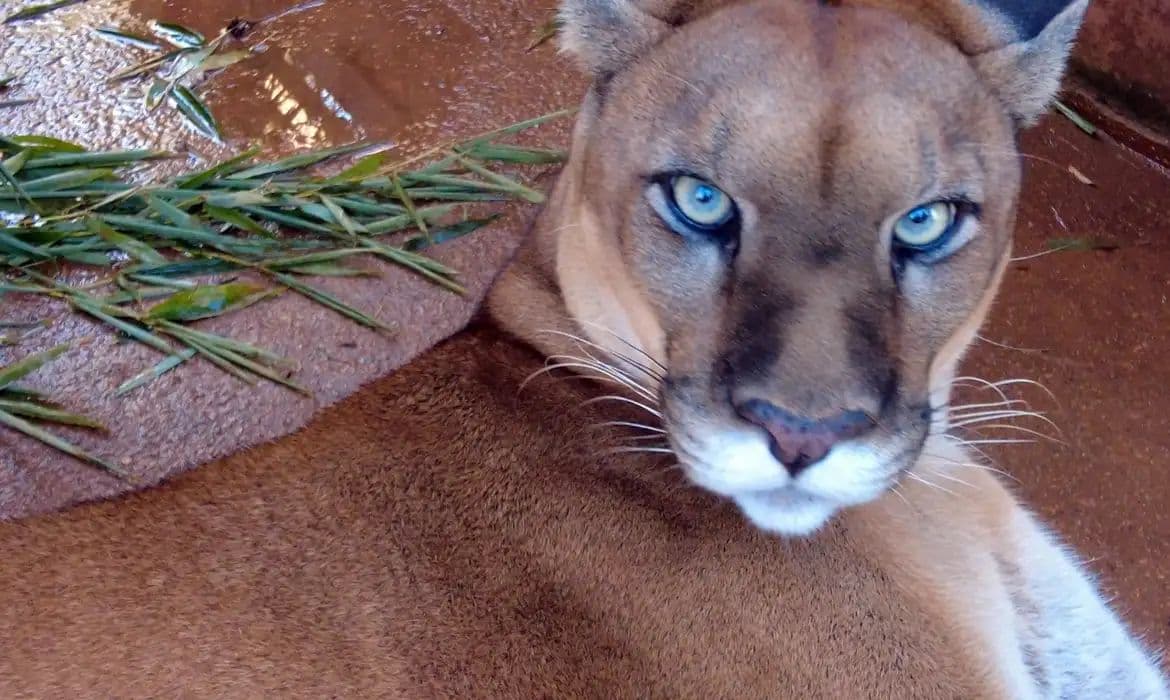 Documentário explora a convivência entre fauna urbana e metrópole