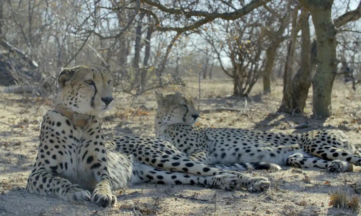 TV Brasil estreia séries documentais sobre natureza selvagem