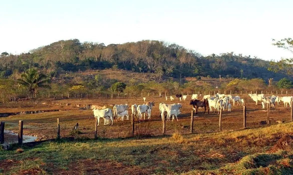 Agropecuária avança sobre áreas próximas a territórios protegidos na Amazônia