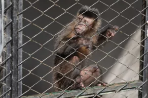 Aminais resgatados após atropelamentos e queimadas pelo zoológico de Brasília