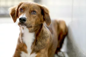 Cuidados com os pets durante a seca