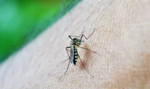 Mosquito da Dengue