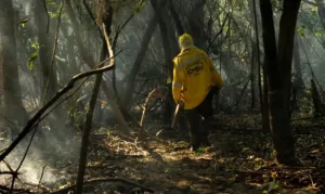 Brigadistas em combate ao fogo no Para