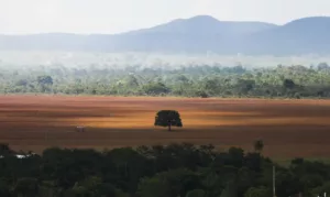 Cerrado