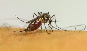 Chikungunya sequelas crônicas crianças