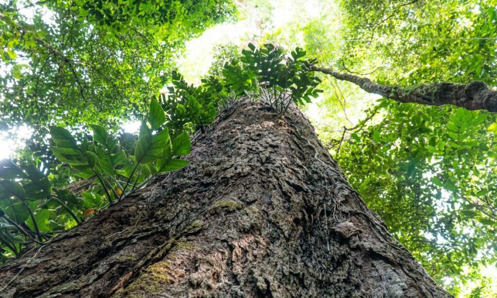 árvores gigantes Amazônia