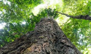 árvores gigantes Amazônia