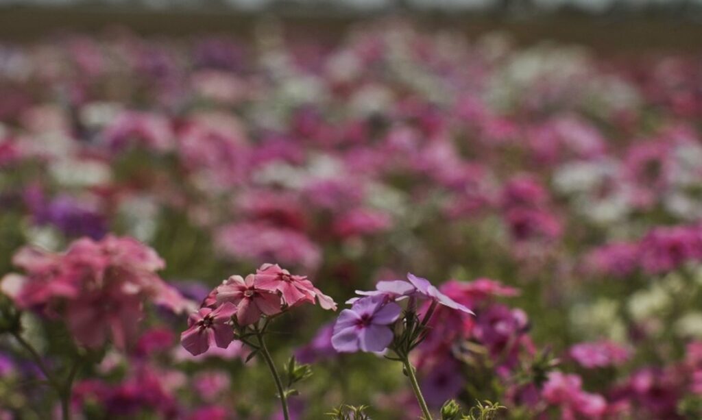primavera frente fria La Niña