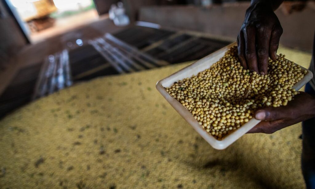 Sorriso valor produção agrícola