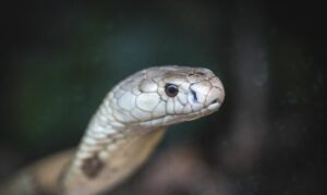 Fiocruz teste antiveneno sem camundongos