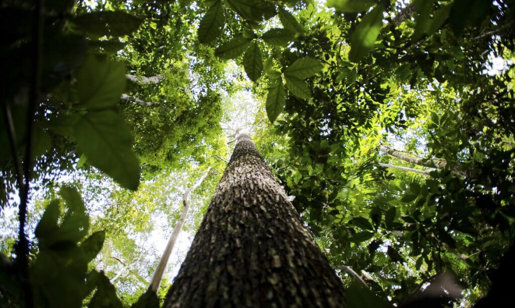 Certificação internacional carbono florestas públicas