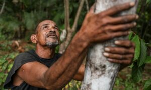 Agrofloresta Marajó queimadas